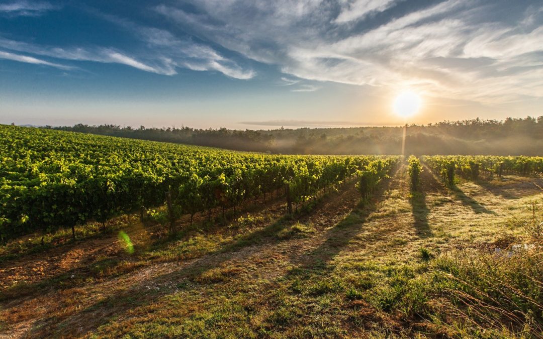 Kleine Weinreise durch Italien mit einem 3-Gang-Schlemmer-Menu am 03.09.21 und 04.09.21 19 Uhr